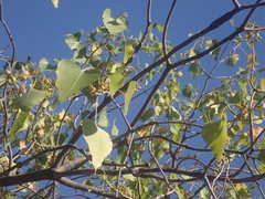 Brachychiton diversifolius