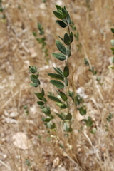 Acmispon americanus americanus