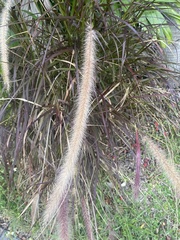 Cenchrus