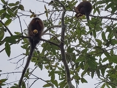 Plecturocebus discolor