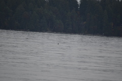 Podiceps auritus