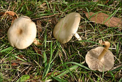 Clitocybe paraditopa