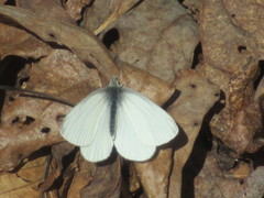 Pieris virginiensis