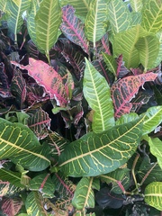 Codiaeum