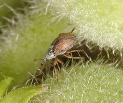 Malvapion malvae