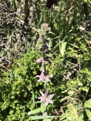 Stachys ajugoides