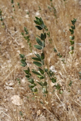Acmispon americanus americanus