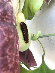 Battus polydamas lucayus