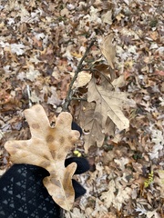 Quercus × fernowii