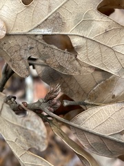 Quercus × fernowii