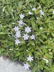 Richardia grandiflora