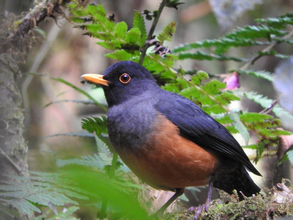 Chestnut-Bellied Thrush
