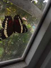Anartia fatima