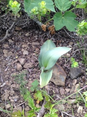 Piperia