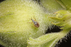 Malvapion malvae