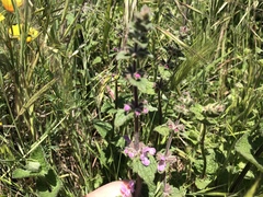 Stachys ajugoides