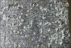 Phlyctis subuncinata