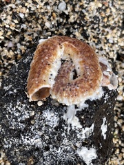 Thylacodes variabilis