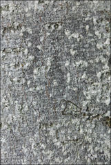 Phlyctis subuncinata