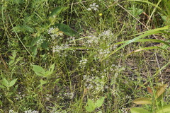 Limnosciadium pinnatum