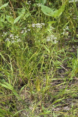 Limnosciadium pinnatum