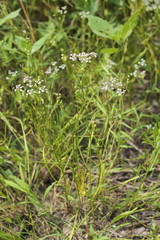 Limnosciadium pinnatum