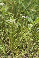 Limnosciadium pinnatum