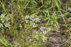 Limnosciadium pinnatum