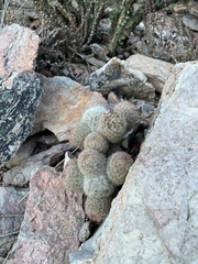 Escobaria chihuahuensis