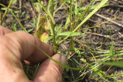 Limnosciadium pinnatum