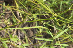 Limnosciadium pinnatum