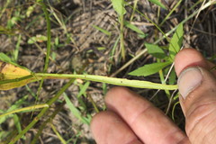 Limnosciadium pinnatum