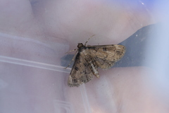 Nacoleia charesalis