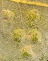 Neuroterus engelmanni