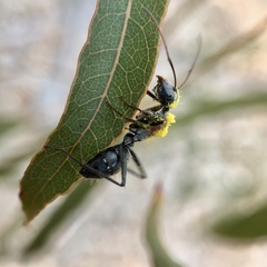Myrmophyma