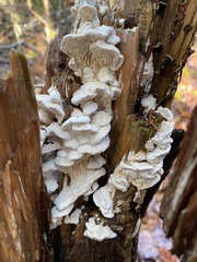 Irpiciporus