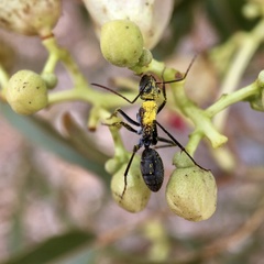 Myrmophyma