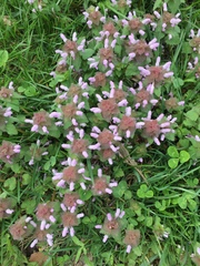 Lamium purpureum