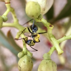 Myrmophyma