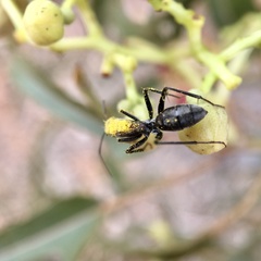 Myrmophyma