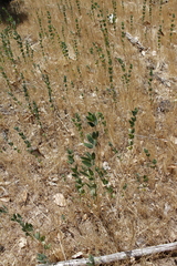Acmispon americanus americanus