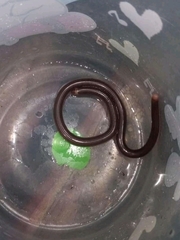 Ramphotyphlops lineatus