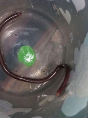 Ramphotyphlops lineatus