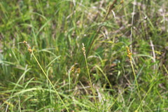 Carex triangularis