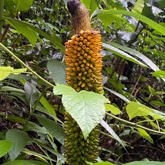 Amorphophallus paeoniifolius