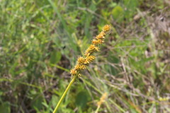 Carex triangularis