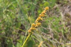 Carex triangularis