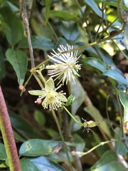 Clematis formosana