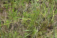 Carex complanata