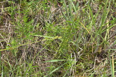 Carex complanata